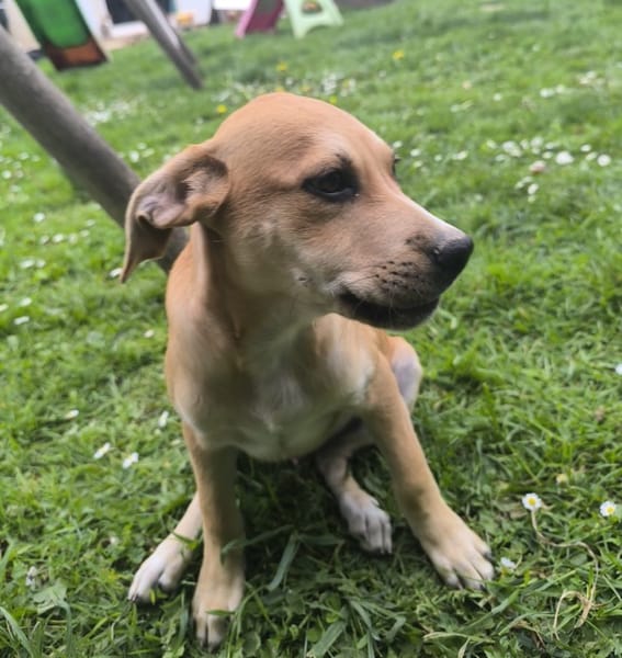 🐾 MYDEE, petit cœur à quatre pattes, cherche sa famille ! 🐾