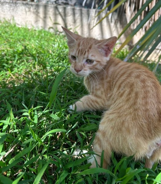 HOOPER, chaton créole mâle