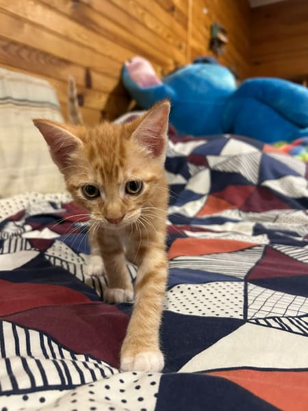 HOOPER, chaton créole mâle