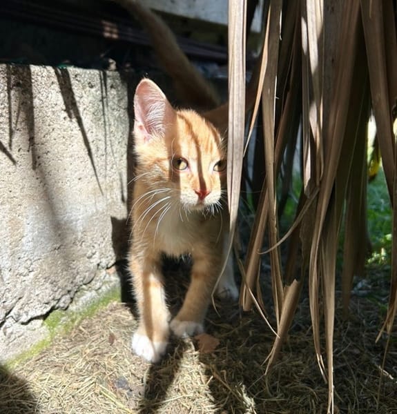 HOOPER, chaton créole mâle