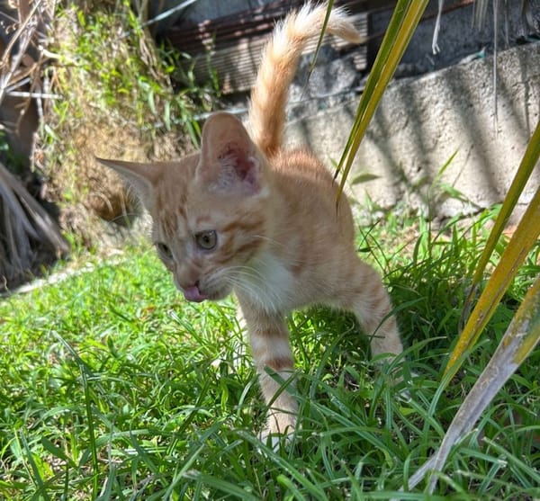HOOPER, chaton créole mâle