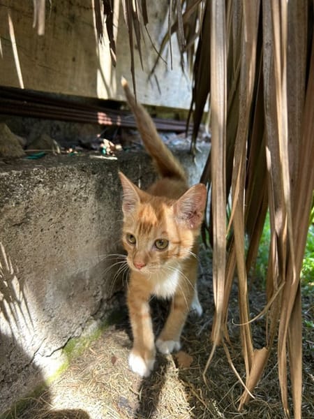 HOOPER, chaton créole mâle