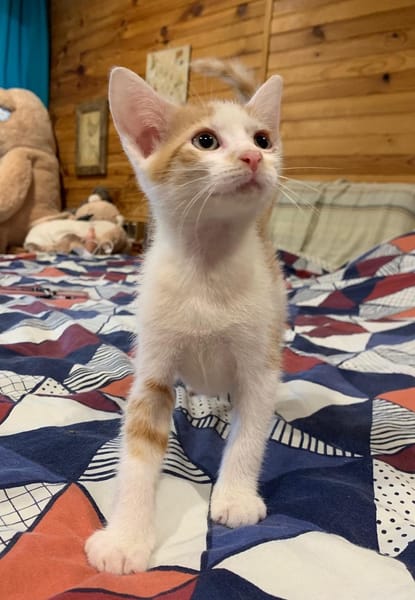 LEVI, chaton créole mâle