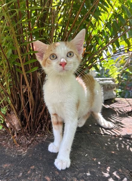 LEVI, chaton créole mâle