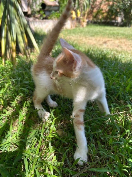 LEVI, chaton créole mâle