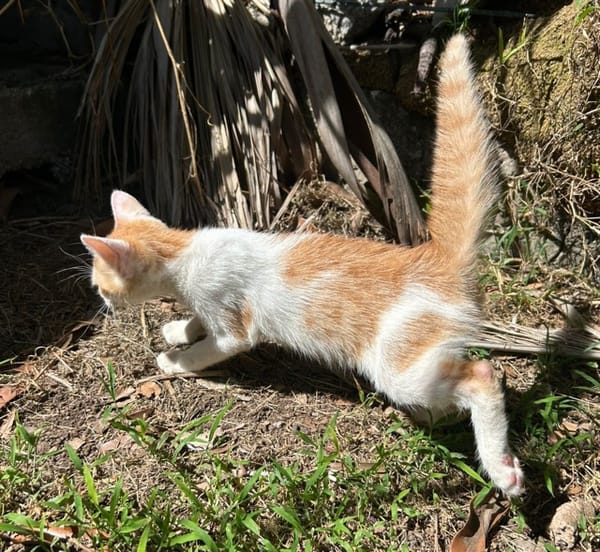 LEVI, chaton créole mâle