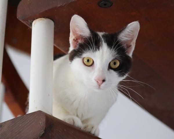 KALICY, chaton femelle européen