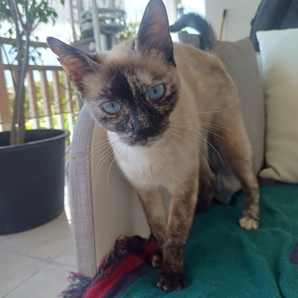 SIAM, chatte junior, croisée siamoise