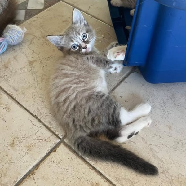 ✨️ PHUKET ✨️ 🐱
