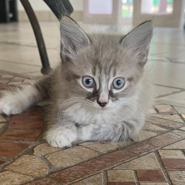 ✨️ PHUKET ✨️ 🐱