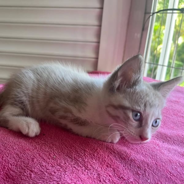 ✨️ LAM ✨️ 🐱