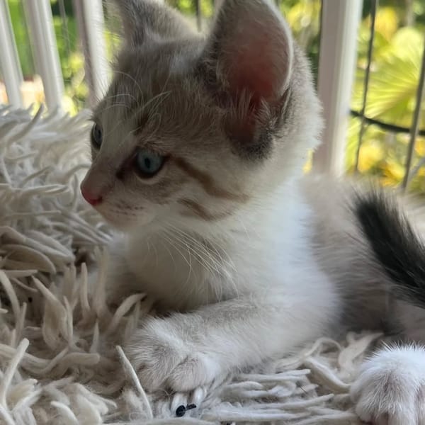 ✨️ LAM ✨️ 🐱
