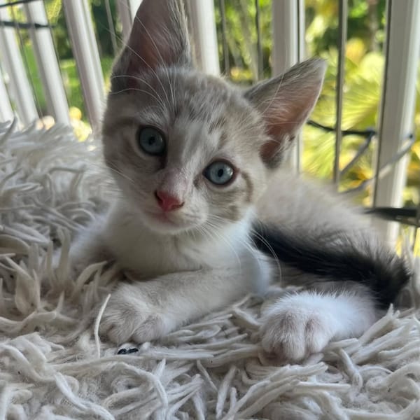 ✨️ LAM ✨️ 🐱