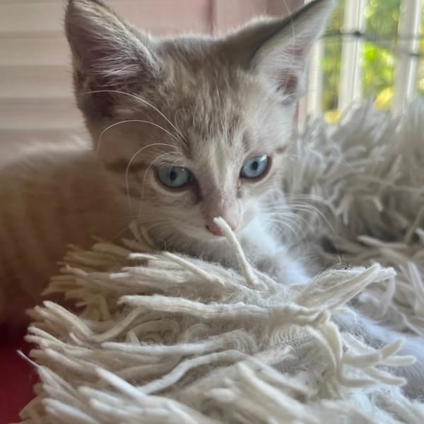 ✨️ CHA-AM ✨️ 🐱