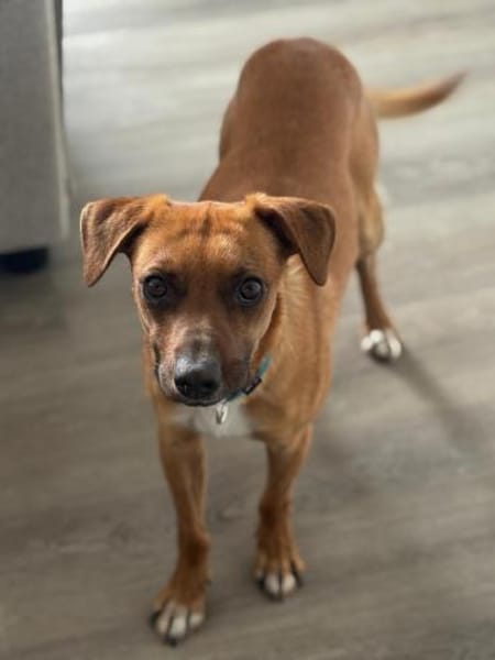 Brownie erobert jeden im Sturm