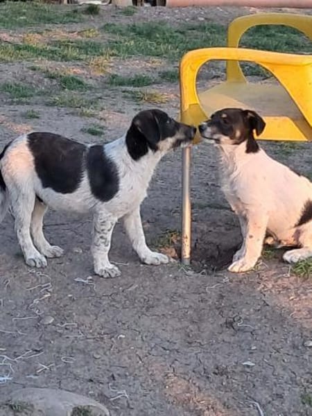 Vasko, suche liebevolle Hände