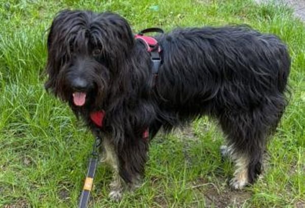 Fellknäul OSKAR sucht Platz zum Kuscheln