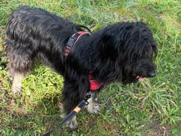 Fellknäul OSKAR sucht Platz zum Kuscheln