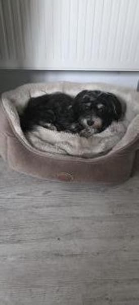 Paula , kleine Prinzessin