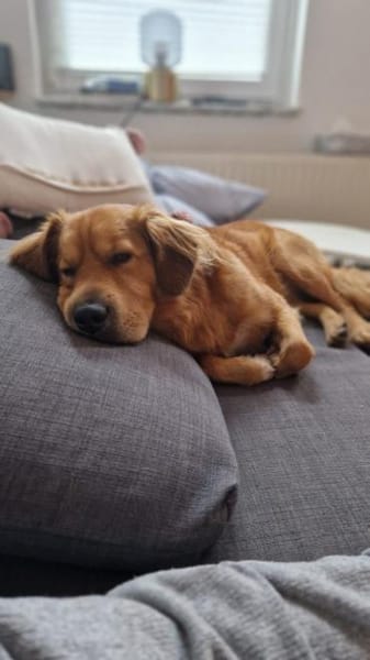 Hektor, sensibler Hundemann, 49 cm,19 kg