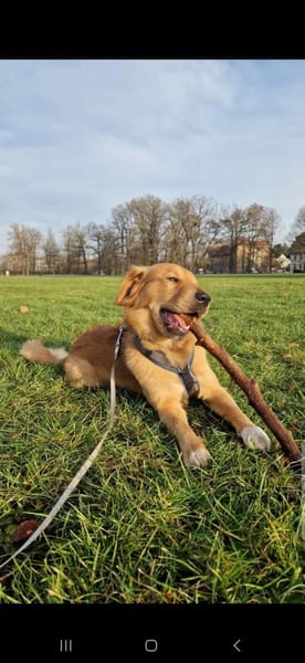 Hektor, sensibler Hundemann, 49 cm,19 kg