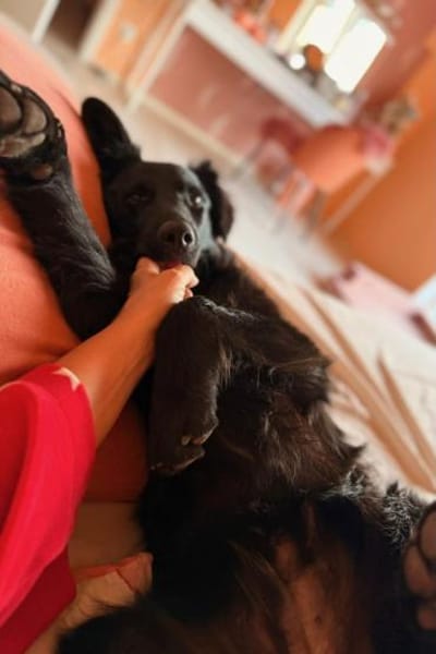 Robbie wünscht sich sein eigenes Körbche