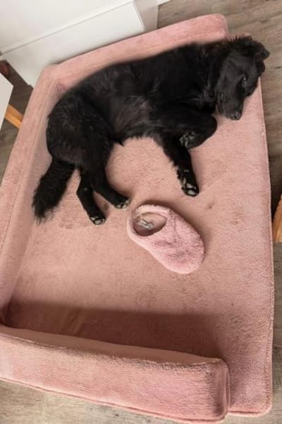 Robbie wünscht sich sein eigenes Körbche