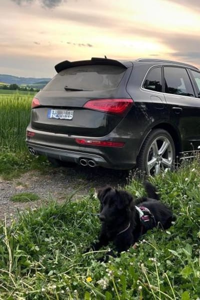 Robbie wünscht sich sein eigenes Körbche