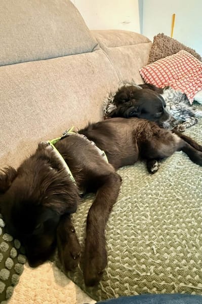 Zoe sucht ein liebevolles Zuhause