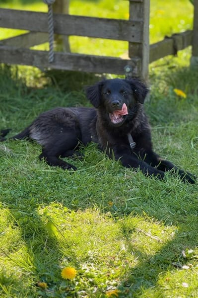Zoe sucht ein liebevolles Zuhause