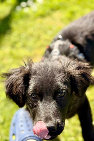 Zoe sucht ein liebevolles Zuhause