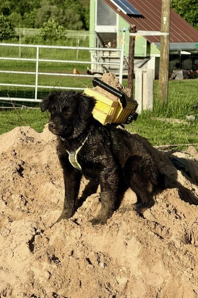 Zoe sucht ein liebevolles Zuhause