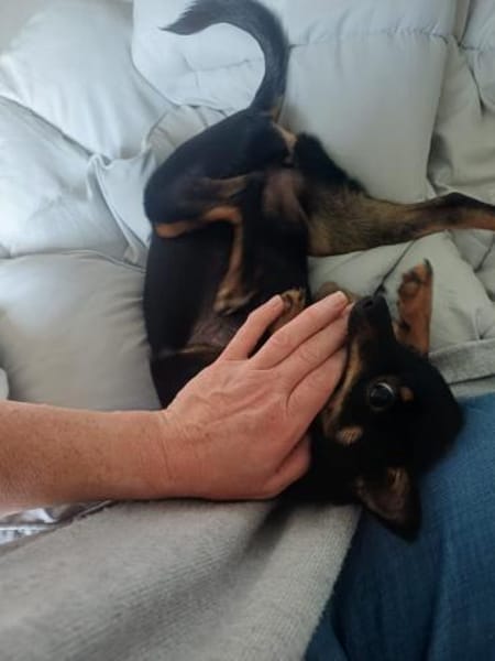 Luna sucht Neustart