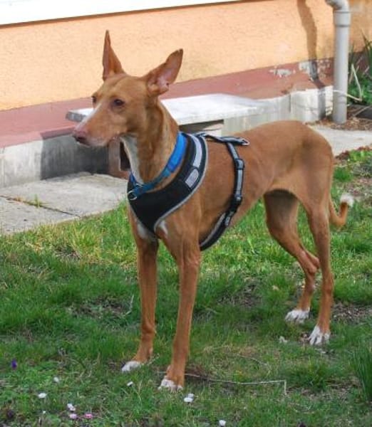 Estrella