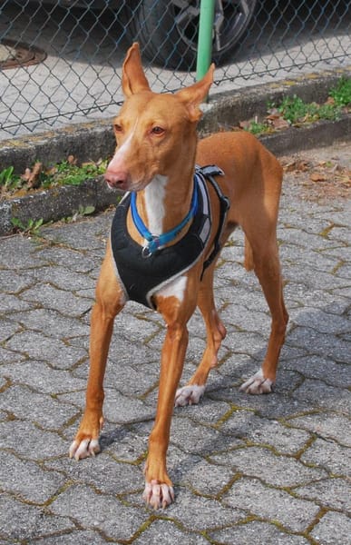 Estrella