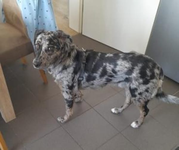 Aktiver Jerry und zuhause mit Struktur