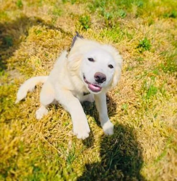 Josi ein traumhaftes Hundekind