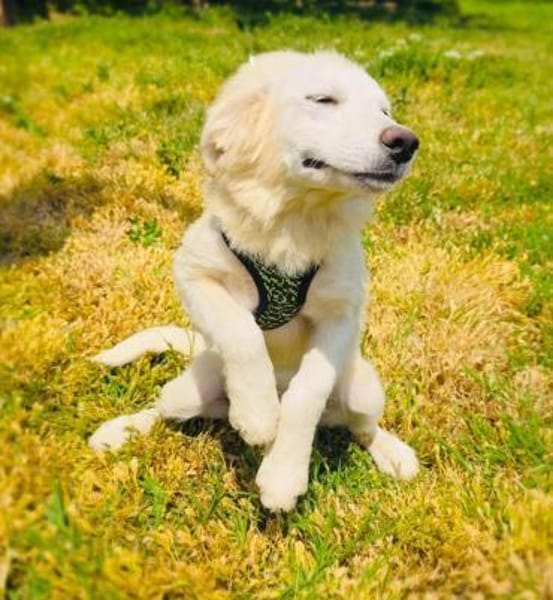 Josi ein traumhaftes Hundekind