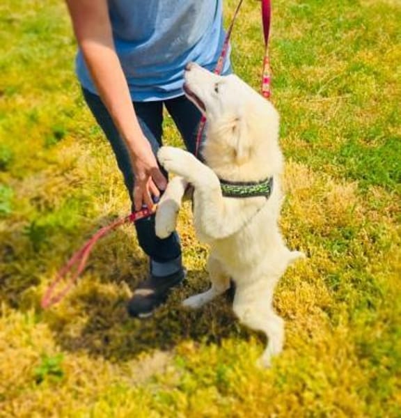 Josi ein traumhaftes Hundekind