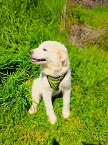 Josi ein traumhaftes Hundekind