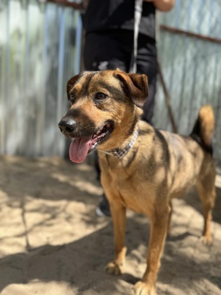 Prometeusz -Sensibler Hund
