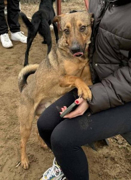 Prometeusz -Sensibler Hund