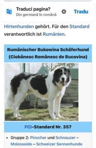 Knödel