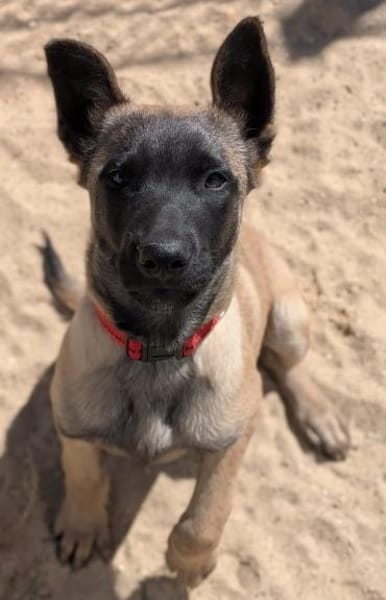 Rüde Bear