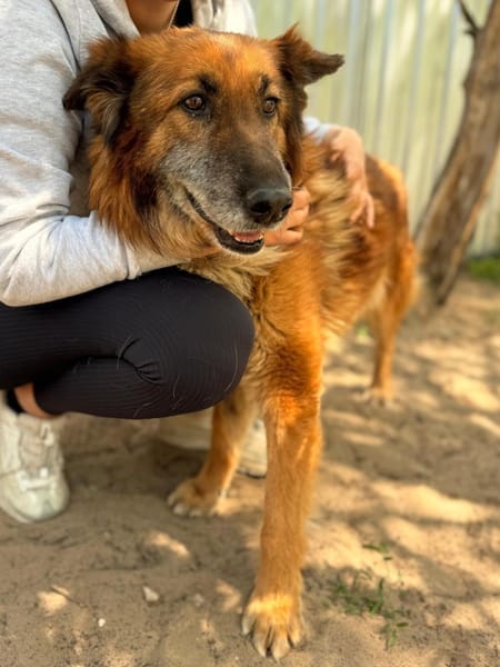 Gerad-Sanfter Hundesenior sucht Partner