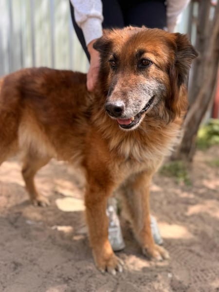 Gerad-Sanfter Hundesenior sucht Partner