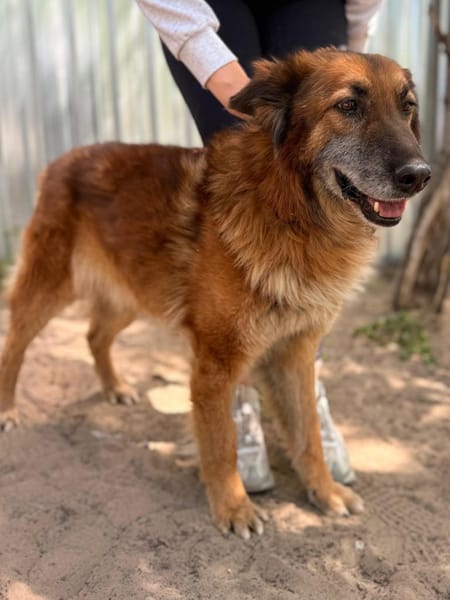 Gerad-Sanfter Hundesenior sucht Partner