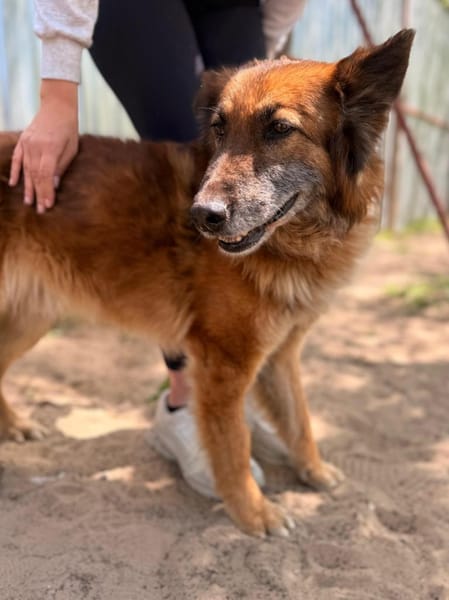 Gerad-Sanfter Hundesenior sucht Partner