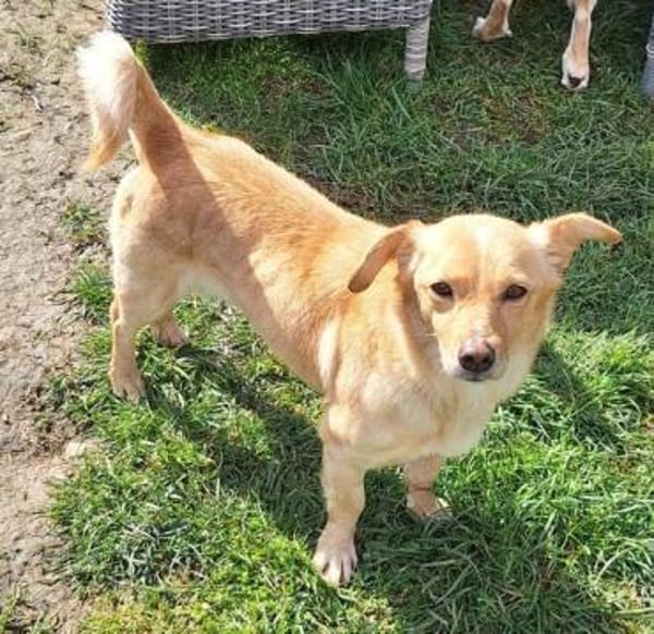 BABE -kleine, ruhige, junge Hündin-