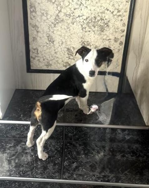 Jack Russel Mix Sparky